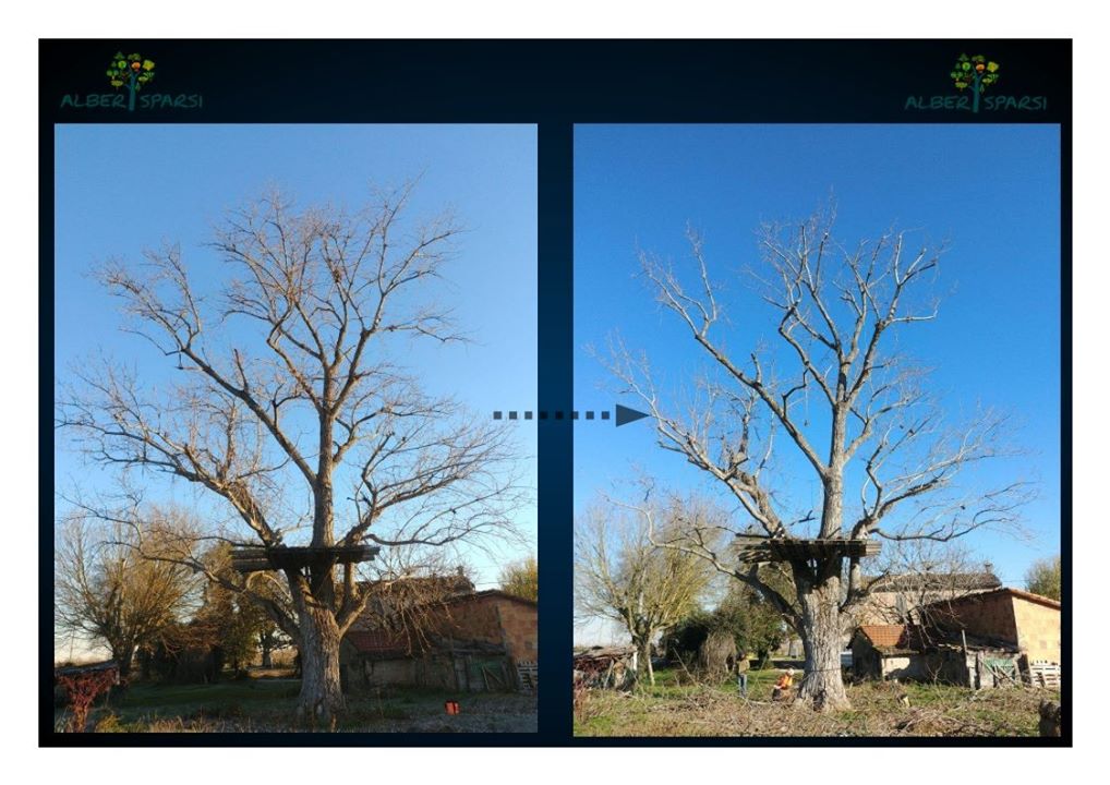 minima asportazione vegetazione